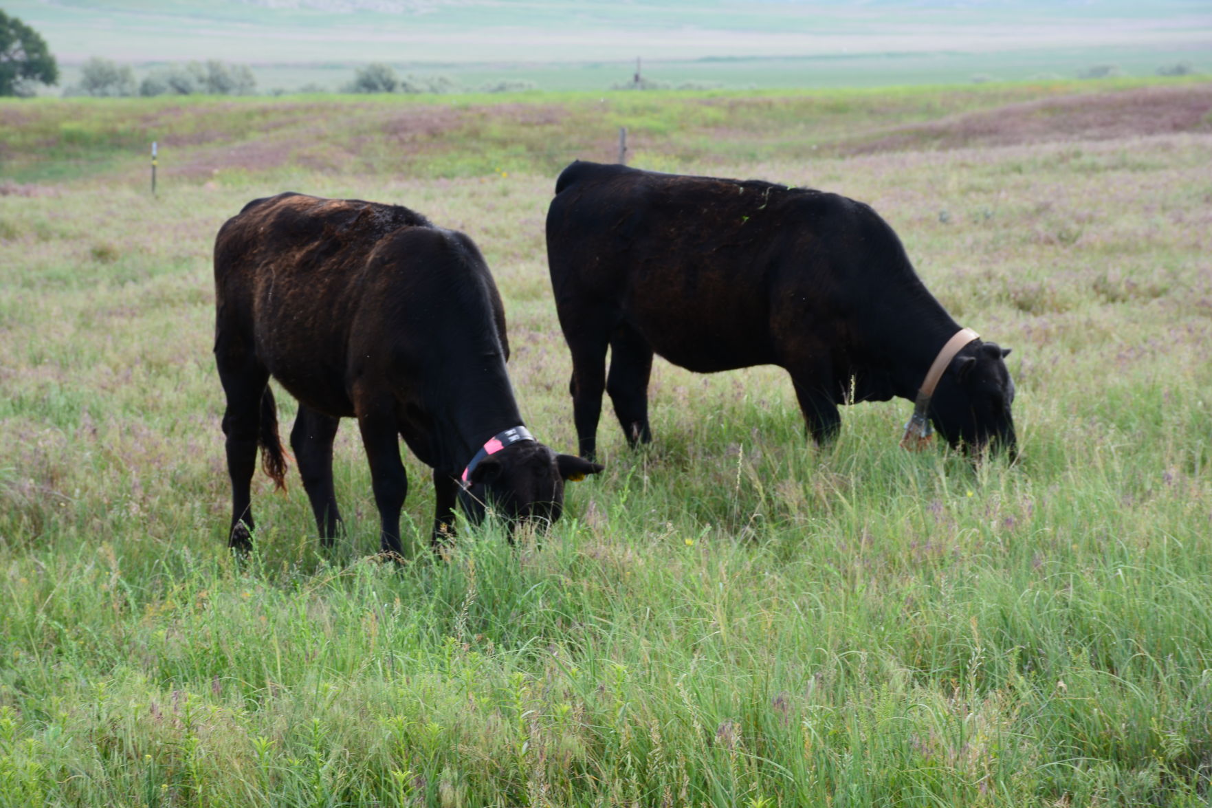 GPS cattle